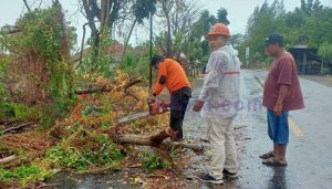 Diguyur Hujan dan Angin Kencang, Ini Titik Pohon Tumbang dan Tiang Listrik Patah di Pamekasan