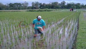 Tanggulangi Hama Wereng Dengan Abu Tembakau