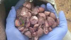27 Ton Pinang Dari Jawa Tengah Tembus Pasar Iran