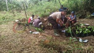 Satgas Bimas Noken Beri Petunjuk Penanaman Kopi Jenis Arabika Sesuai Iklim