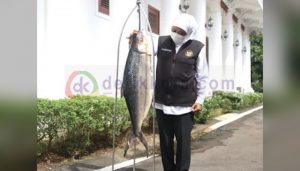 Beginilah Penampakan Bandeng Jumbo Milik Khofifah Untuk Lomba Masak di Grahadi