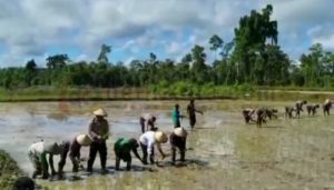 Bantu Tingkatkan Perekonomian, Syarifah Olvah Bwefar Alhamid Ikut Terjun Langsung Ke Sawah