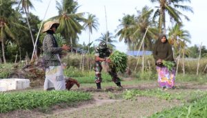 Cepat Dan Singkat Babinsa Ajak Warga Binaan Tanam Sayuran di Masa Pandemi