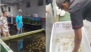 Momen Hari Lahir Pancasila di Implementasikan Dengan Produktivitas WBP Lapas Banyuwangi Dengan Memanen Ikan Koi