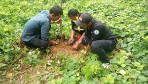 Mapel Aceh Terus Bergerak Lakukan Penanaman di Pelosok Desa