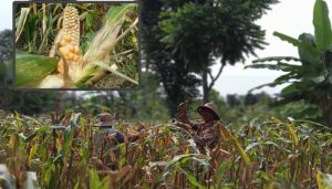Petani Jagung di Sumenep Rugi, Ini Penyebabnya