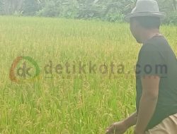 Petani Resah Padinya Diserang Hama, Minta Dinas Pertanian Ambil Langkah