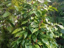 Harga Naik, Petani Beralih Budidaya Cabe Jamu