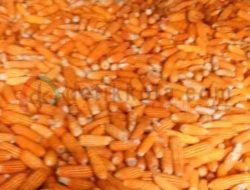 Harga Jagung di Sumenep Membaik pada Puncak Musim Panen