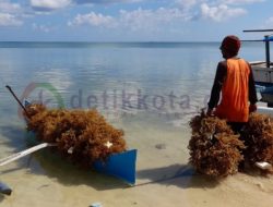 Budidaya Rumput Laut Mulai Ditinggalkan Petani, Ini Penyebabnya