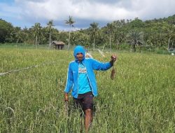 DKPP Sumenep Lamban Tangani Hama Tikus di Masalembu, Komisi II: Ayo Bicarakan Bersama