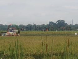 Lebih Efektif, Petani Beralih Gunakan Mesin Panen Padi