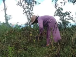 Petani Kacang Hijau di Sumenep Rugi Akibat Ini