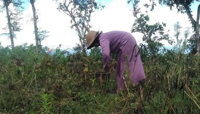 Seorang petani di Desa Pekandangan Barat, Kecamatan Bluto, Kabupaten Sumenep sedang memanen kacang hijau.
