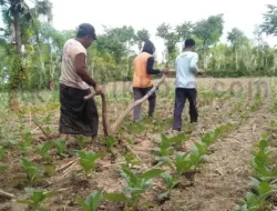 Petani Tembakau di Sumenep Khawatir Gagal Panen, Ini Sebabnya