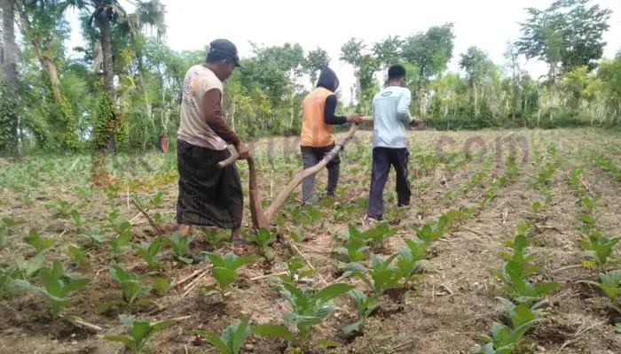 Petani di Desa Pekandangan Barat, Kecamatan Bluto, Kabupaten Sumenep sedang bekerja di lahan tanaman tembakau.