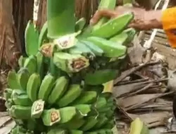 Buah Pisang Seluas 30 Hektar Diserang Virus Misterius, Petani Minta DKPP Sumenep Turun Tangan