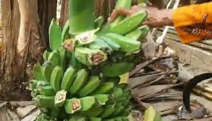 Buah pisang milik petani Desa Jaddung, Kecamatan Pragaan, Kabupaten Sumenep yang diserang 'virus misterius'.