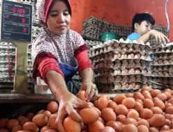 Harga Pakan Melambung, Harga Telur Ras Ikut Membubung