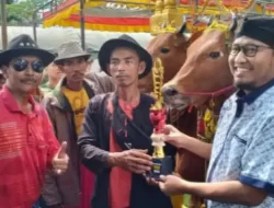 Kontes Sape Sonok Kembali Digelar Pasca Pandemi Covid-19