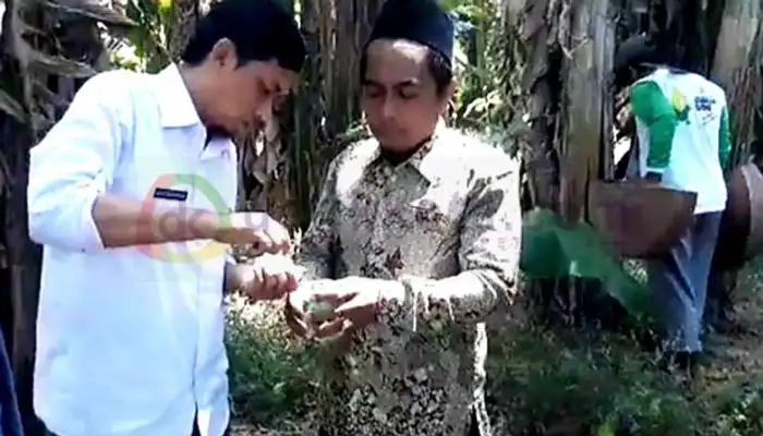Penyuluh Pertanian DKPP Sumenep memeriksa buah pisang yang busuk akibat diserang bakteri dan jamur di Desa Jaddung, Kecamatan Pragaan.