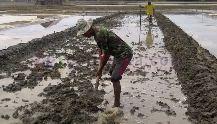 Petani garam sedang mempersiapkan lahan produksi di tambak garam, Desa Pinggirpapas, Kecamatan Kalianget, Kabupaten Sumenep.