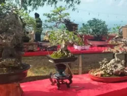250 Bonsai Ikuti Pameran, Ramaikan Festival Paralayang Jatim Seri 1 di Sumenep