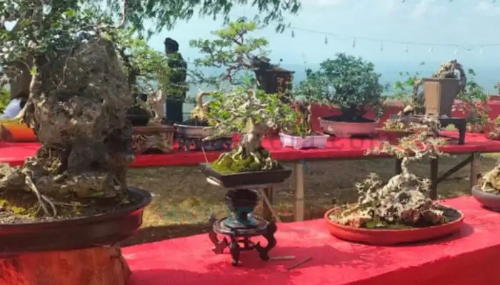 Beberapa bonsai peserta pameran di Puncak Lanjari, Desa Soddara, Kecamatan Pasongsongan, Kabupaten Sumenep.