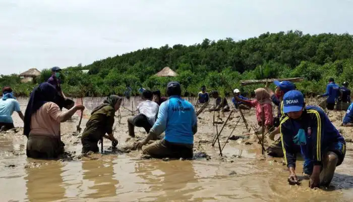 Sejumlah warga beserta pegawai BPBD Sumenep melakukan penanaman pohon mangrove.