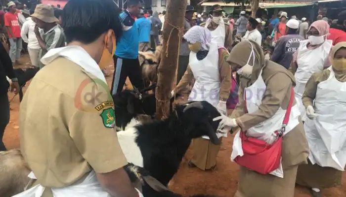 Petugas DKPP Kabupaten Sumenep memeriksa kesehatan hewan kurban di Pasar Bangkal, Kecamatan Kota Sumenep.