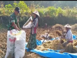 Dukung Ketahanan Pangan, Babinsa Bantu Petani Panen Padi