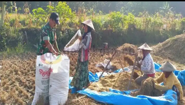 Babinsa Desa Soko, Koramil 16/Miri, Kodim 0725/Sragen, Serka Juhari bantu petani panen padi.