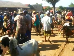 Harga Kambing di Sumenep Mulai Naik, Disebabkan Ini