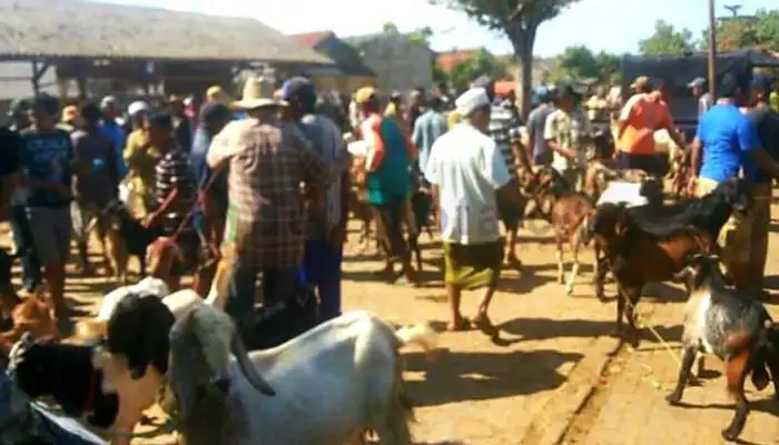 Pedagang kambing di Pasar Bangkal, Kecamatan Kota Sumenep.