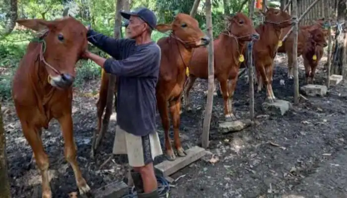 Peternak sapi di Kabupaten Sumenep.