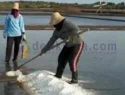 Kejar Harga Tinggi, Petani Garam Persingkat Masa Panen