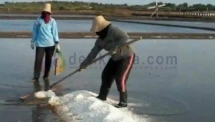 Petani garam di Desa Karanganyar, Kecamatan Kalianget, Kabupaten Sumenep sedang panen.