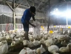 Kenaikan Harga Pakan Pengaruhi Harga Daging Ayam Broiler