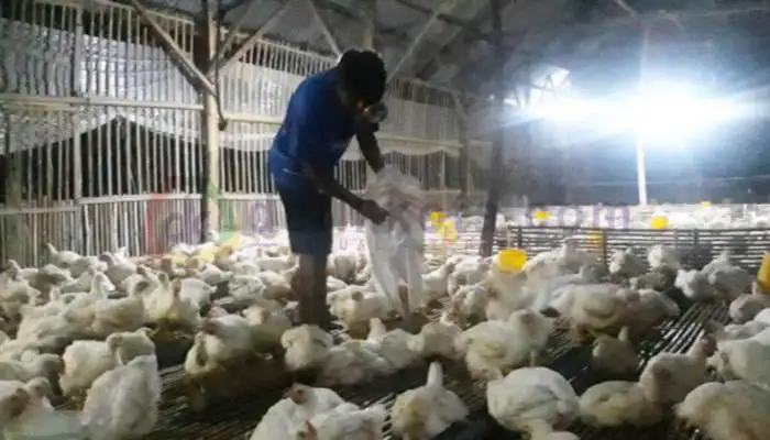 Salah seorang peternak ayam broiler di Desa/Kecamatan Ganding, Kabupaten Sumenep.