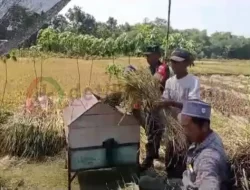 Tanpa Rasa Canggung, Babinsa Bantu Panen Padi