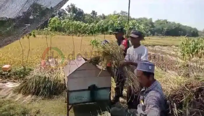 Babinsa Desa Sunggingan, Koramil 16/Miri, Kodim 0725/Sragen, Serka Mukmin membantu petani panen padi di desa binaannya.