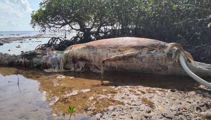 Bangkai ikan paus yang ditemukan warga di rawa bakau pantai Dusun Tanjung Selamat, Desa Masakambing, Kecamatan/Pulau Masalembu.