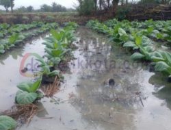 2 Hari Hujan Mengguyur Sumenep, Petani Tembakau Khawatir Gagal Panen