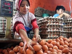 Harga Telur Makin Mahal, Karena Pakan Tetap Mahal