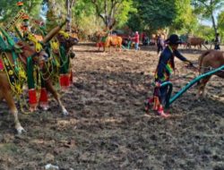 Warga Gili Raje Lestarikan Kerapan Sapi Betina, Berharap Dapat Perhatian Pemkab Sumenep