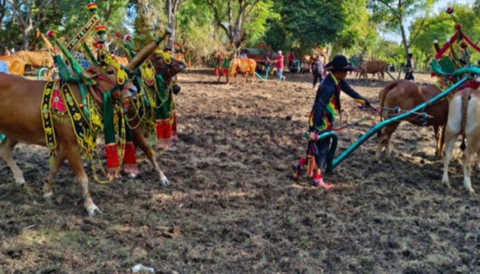 Kerapan sapi betina, tradisi warga Pulau Gili Raje, Kecamatan Gili Genting, Kabupaten Sumenep saat musim kemarau tiba.