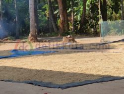 Petani Padi Musim Tanam Kedua Mulai Panen, Hasilnya Lebih Bagus