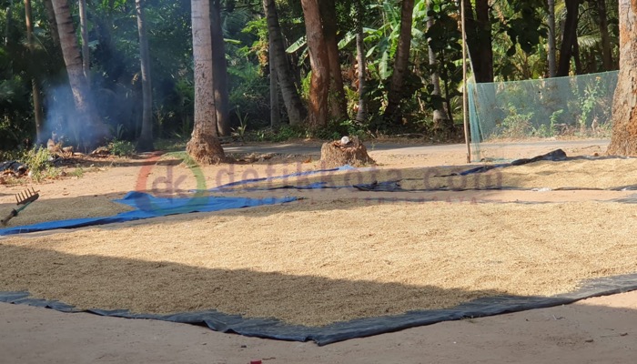Gabah hasil panen musim tanam kedua milik petani Desa Lapa Laok, Kecamatan Dungkek sedang dijemur.