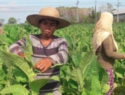 Tanam Lebih Awal, Sebagian Petani Tembakau Mulai Panen
