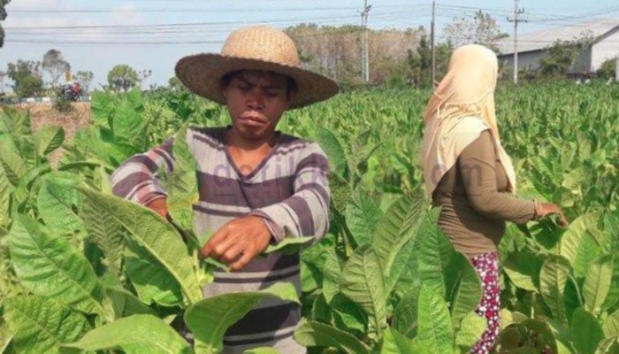 Petani di Desa Pekandangan Sangra, Kecamatan Bluto mulai memanen tembakau.